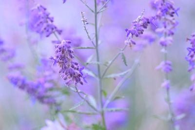 Close-up of purple flowers