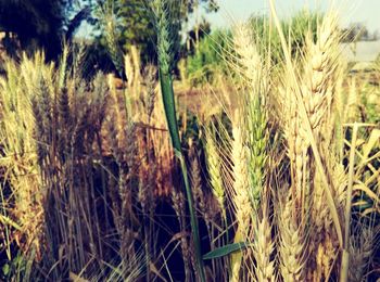 Close-up of wheat field against sky