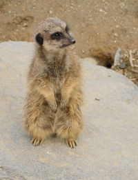 High angle view of cute meerkat on rock