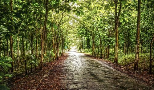 Dirt road amidst trees