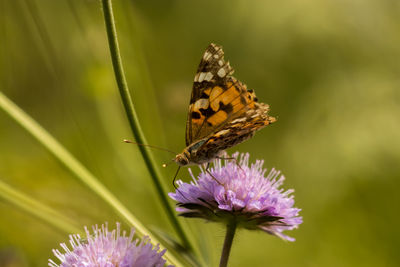 Close-up of butterfly pollinating on purple flower