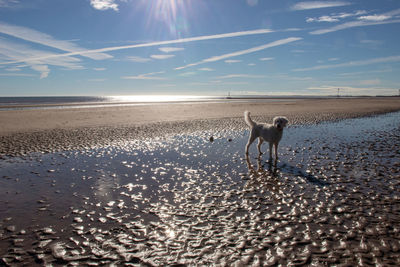 View of dog on beach