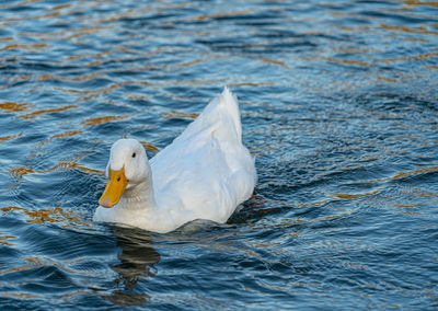 Large white pekin peking aylesbury american heavy single white duck water fowl low level close up 