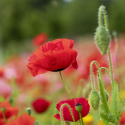 Close-up of red poppy flowers