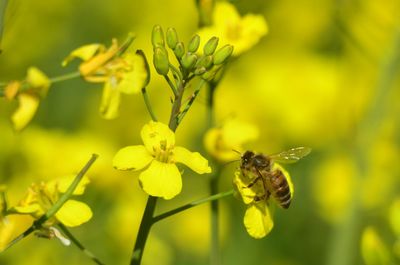 Close-up of bee pollinating on yellow flower