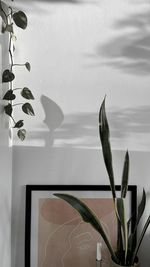 Close-up of potted plant on table against wall