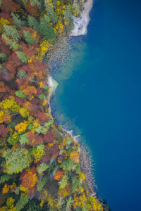 Aerial view of autumn trees in forest by sea