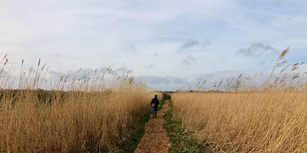 Rear view of man walking on field against sky