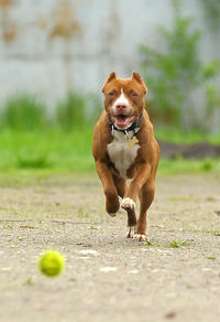 Dog running in field