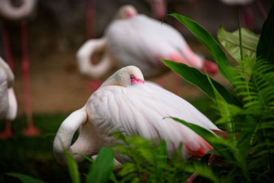 Close-up of a bird