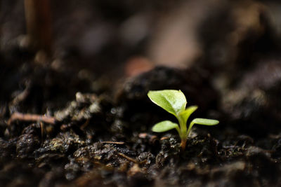 Close-up of small plant growing outdoors