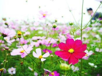 Close-up of pink flowers