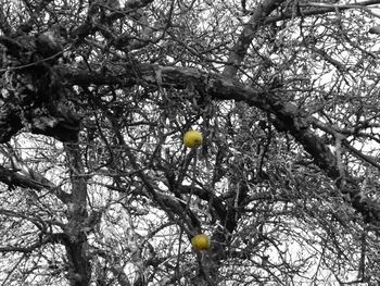 Low angle view of fruits on tree