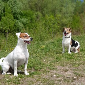 View of a dog sitting on field