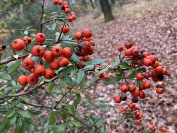 Close-up of cherries on tree