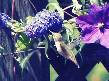 Close-up of purple flowers