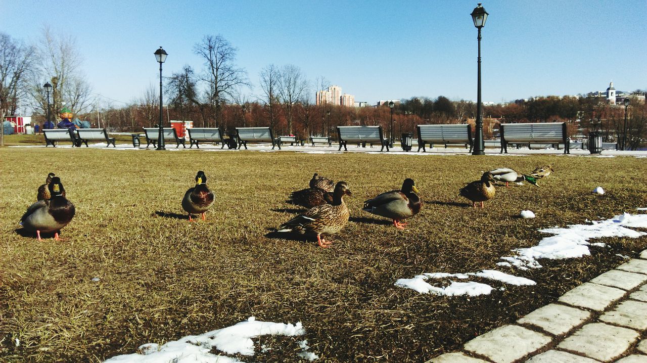 bird, animal themes, tree, park - man made space, sky, outdoors, day, pigeon, sunlight, street light, incidental people, animals in the wild, nature, flock of birds, wildlife, clear sky, street, park, grass