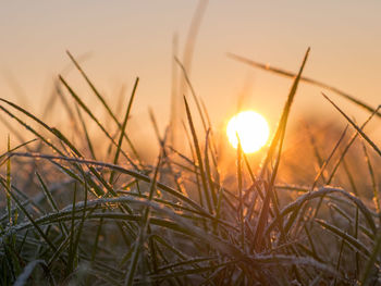 Close-up of grass against sunset