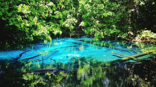 Scenic view of lake in forest