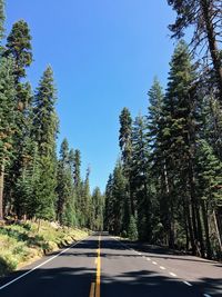 Empty road along trees