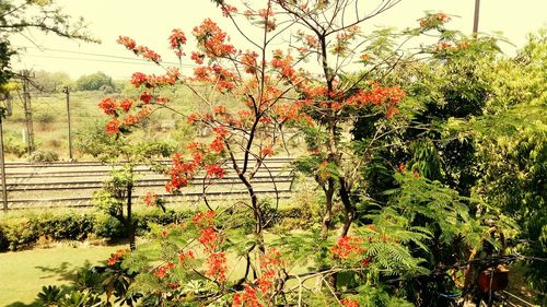 Red flowers growing on tree