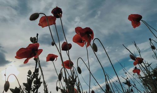 Low angle view of flowering plants against sky