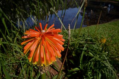 Close-up of orange flower blooming outdoors