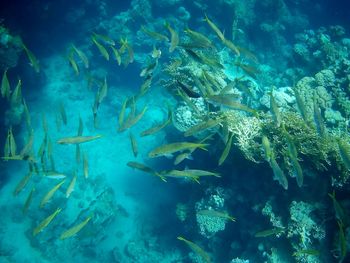 Fish swimming in sea