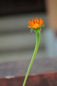Close-up of daisy flower