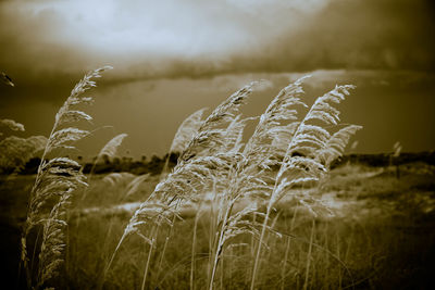 Close-up of stalks in field