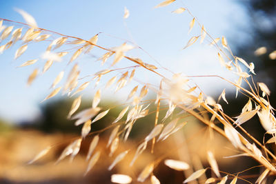 Low angle view of plant against sky