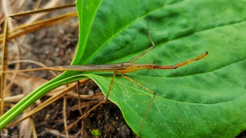 Close-up of insect on leaf