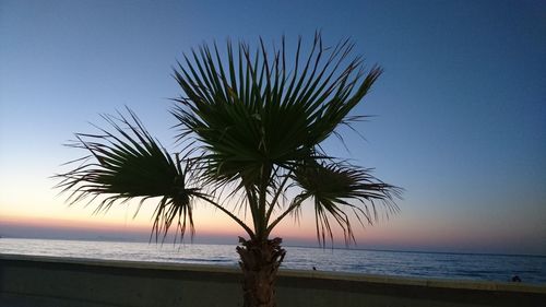 Palm tree on beach against clear sky