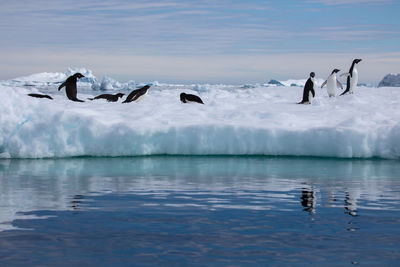 A small group of adelies on an iceberg taken in the weddell sea, antarctica