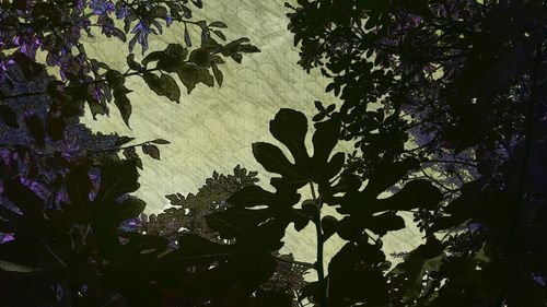 Low angle view of trees