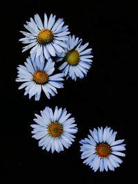 Close-up of white daisy flower