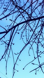 Low angle view of bare tree against blue sky