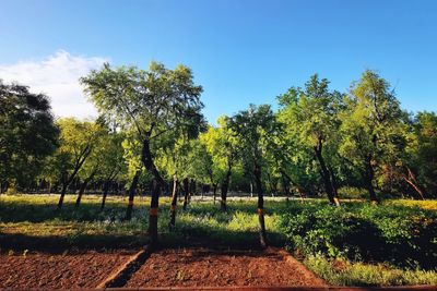 Trees on field against sky