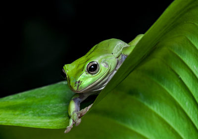 Close-up of green lizard on leaf