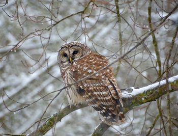Owl perching on branch