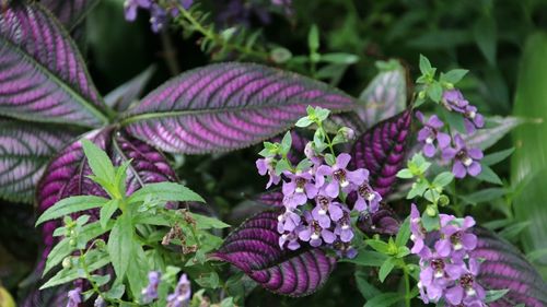 Close-up of purple flowers