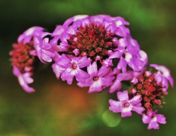 Close-up of pink flowers