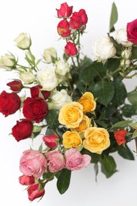 Close-up of roses blooming outdoors