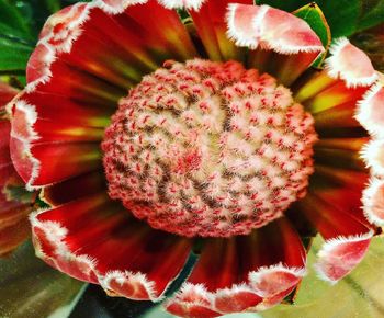 Close-up of succulent plant