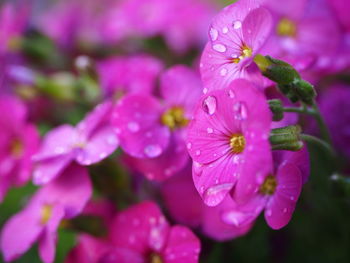 Close-up of wet pink flowers