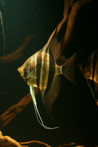 Close-up of turtle swimming in aquarium