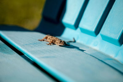 High angle view of insect on table