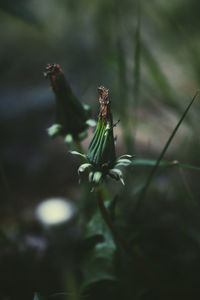 Close-up of  dandelion