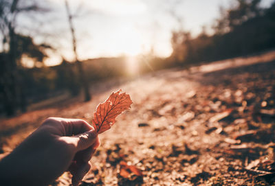 Cropped hand of man holding dry leaf at park during autumn