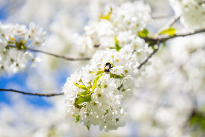 Close-up of cherry blossom